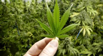 Roma, sorpreso in auto con fertilizzanti: in casa aveva serra di marijuana