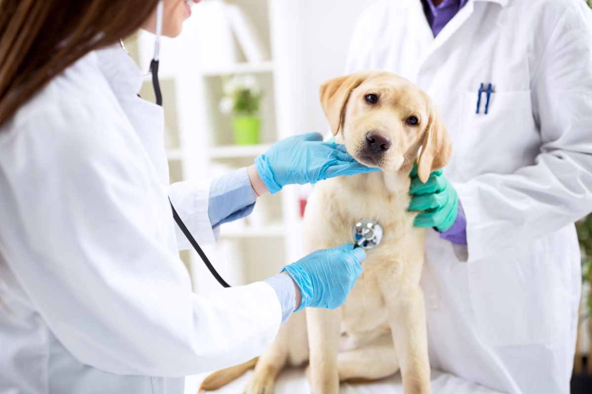 spese veterinarie 730