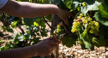 Vino, è già partita la vendemmia: anticipo di 10gg sulle tempistiche