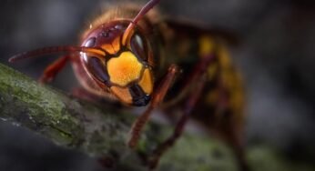 Roma invasa dalla Vespa Orientalis, pericolosi i nidi in città: a cosa fare attenzione