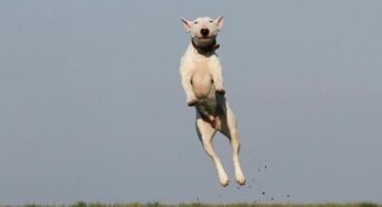 Hai un cane di razza pericolosa? Ti servirà un patentino!