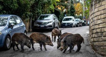 I cinghiali invadono ancora nuove strade della città: sono ben 16.000 a Roma