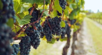 Gita autunnale nel Lazio: la strada del Vino è la destinazione migliore per questo periodo