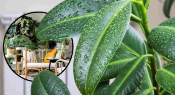 Piante anti umidità: sono perfette da tenere in casa in inverno