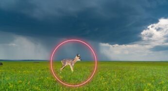Cucciolo di cervo vede per la prima volta piovere: come si comporta…