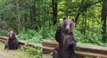 L’orso chiede aiuto a dei passanti: la richiesta commuove tutti | VIDEO