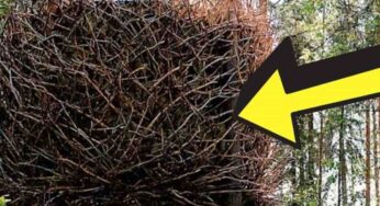 Quest’uomo vede un nido gigante nel bosco, quando guarda dentro impallidisce