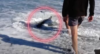 Si avvicina a riva e nota qualcosa di unico: non se lo sarebbe mai aspettato