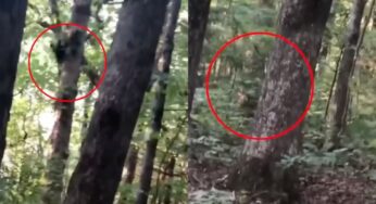 Tra gli alberi scopre qualcosa di davvero spaventoso: ecco cos’è | VIDEO