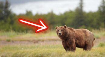 L’orso si avvicina sempre di più fino a quando non accade questo