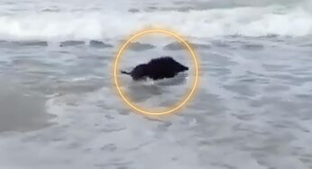 Incredibile quello che hanno trovato in acqua: lo spettacolo è memorabile