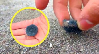 Mette una calamita nella sabbia e quel che avviene è unico