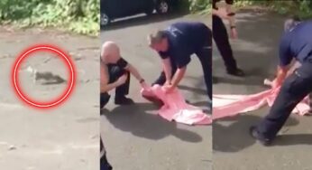 Ha la testa incastrata in 1 bicchiere: il salvataggio dello scoiattolo